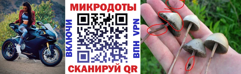 цены наркотик  Ардатов  Галлюциногенные грибы GOLDEN TEACHER 